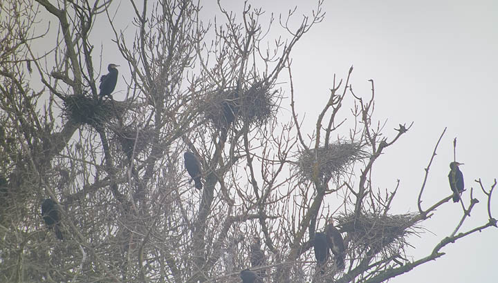 16e recensement des grands cormorans